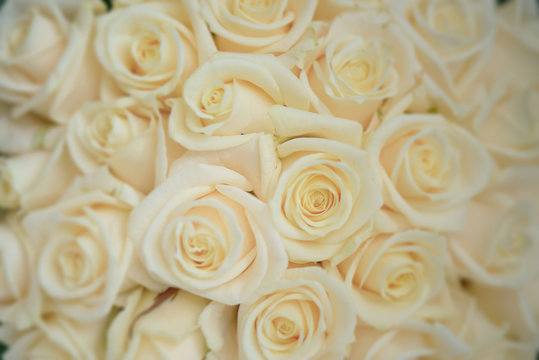 Beautiful ivory large roses close-up shot, floral arrangement for wedding or celebrations, with bokeh effect, copy space and selective focus