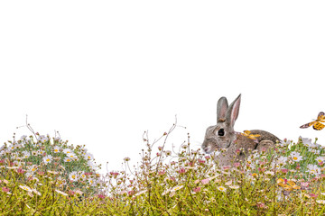 Schöne, bunte Blumenwiese mit Hase. Geeignet für deine Frühlings - und Osterarbeiten. Bereits isoliert für ein einfaches Einfügen.