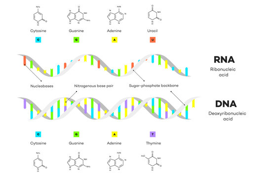 Molecular Structure Of DNA and RNA. Infographic Educational Vector Illustration