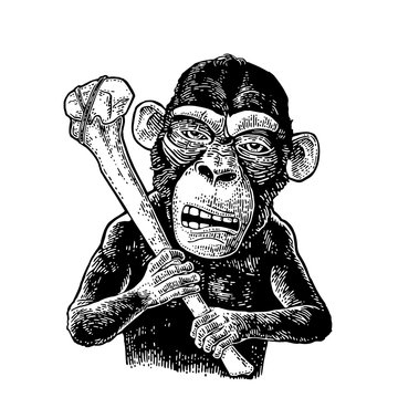 Monkey holding tibia. Vintage black engraving