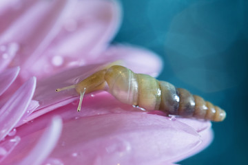 Snail on a flower