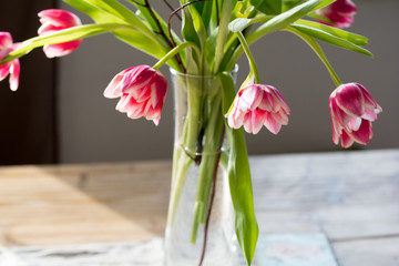 Tulip in Spring - pink and soft