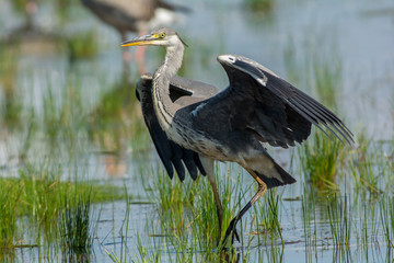 Heron on the west coast,Sweden