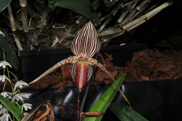 orchidée
