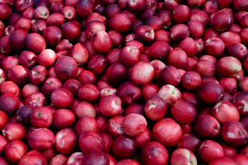 Lots of peaches