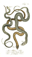 Fototapeta premium Illustration of a snake.