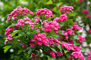 A branch of a flowering scarlet hawthorn