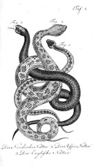 Obraz premium Illustration of a snake.