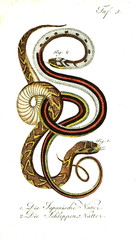 Illustration of a snake.