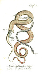 Illustration of a snake.