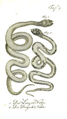 Illustration of a snake.