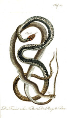 Illustration of a snake.
