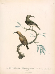 Illustration of a bird.