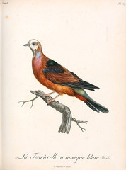 Illustration of a bird.