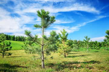 Fototapeta na wymiar Young pine trees