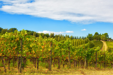 Fototapeta na wymiar Grapevine of Tuscany, Italy