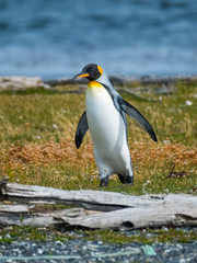 King penguin (Aptenodytes patagonicus) walks on the shore of the Island in Beagle Channel, Argentina