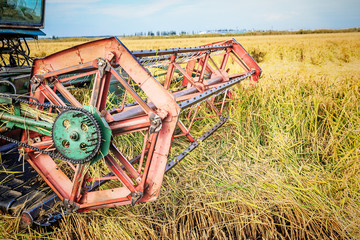 Rice reaping with harvester machine