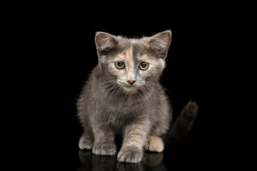 Cute Tortoise Kitten, Sitting Looking down and shy, Looks guilty, on Isolated Black Background