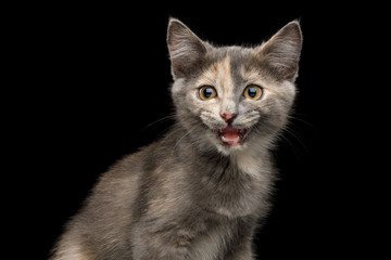 Portrait of Meowing Tortoise Kitten, Looking in Camera on Isolated Black Background