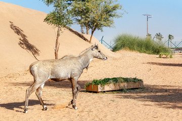 Kulan in an open-air cage Dubai Safari Park