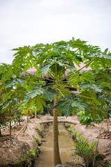 Obraz premium Papaya tree and fruits in orchard