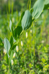 White flowers of Solomon’s Seal plant of genus Polygonatum in Finland