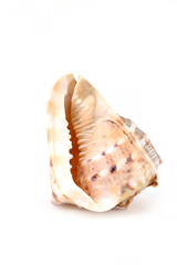 shell large decorative marine ocean shellfish white background isolated background