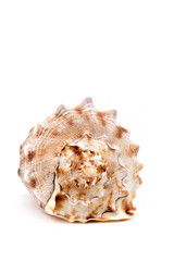 shell large decorative marine ocean shellfish white background isolated background