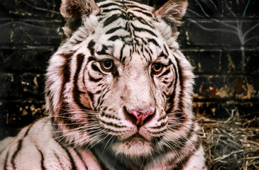 White tiger
