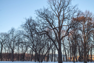 big old oak tree in winter Park