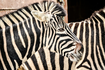 Fototapeta na wymiar Zebra punk portrait 