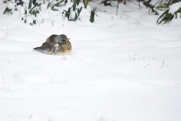 Fieldfare
