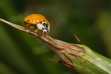 Harlequin Ladybird or Ladybug - Oblique view