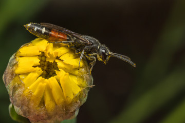 Parasitic Wasp - Sapyga quinquepunctata - on a flower bud.