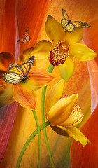Obrazy na Szkle  Tle kwiatów storczyków, jasne kwiaty na szaro. Zastosowano filtr ze zbożem.