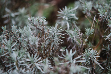 Close up on lavendula anfustifolia, top view