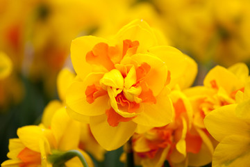 Blooming Daffodil La Torche close up