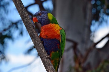 A colorful parrot Rainbow Lorikeet, Trochoglossus haematodus