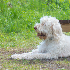 A white wire-haired young dog of spinone italiano breed is laying and patiently waiting for her owner