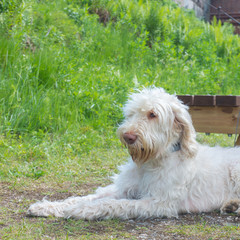A white wire-haired young dog of spinone italiano breed is laying and patiently waiting for her owner