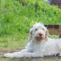 A white wire-haired young dog of spinone italiano breed is laying and patiently waiting for her owner