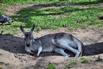 Naklejka na ściany i meble Wild grey kangaroo resting in the park