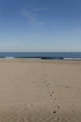 Obraz premium oliva coast