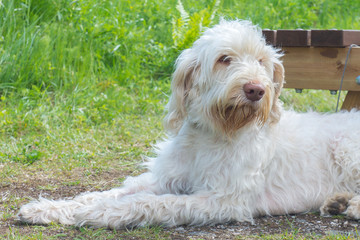 A white wire-haired young dog of spinone italiano breed is laying and patiently waiting for her owner