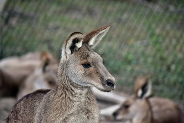  Wild grey kangaroo resting in the park