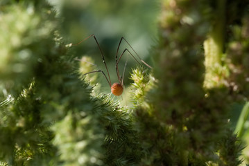 Spinne