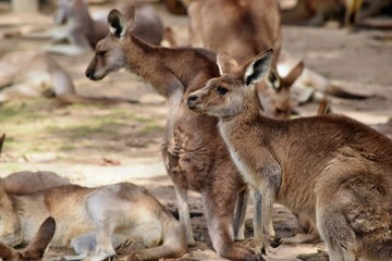 Naklejka na ściany i meble Wild red kangaroo eating on the grass in the park
