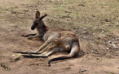 Fototapeta premium Wild red kangaroo resting in the park