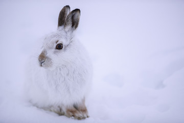 White mountain hare sitting on snow in the cairngorms of Scotland. These are wild mountain and are native to the British Isles.